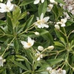 Choisya x dewitteana 'Aztec Pearl'