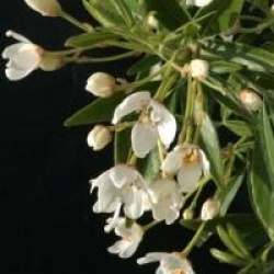 Choisya x dewitteana 'Aztec Pearl' - Choisya Aztec Pearl