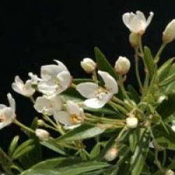 Choisya x dewitteana 'Aztec Pearl'