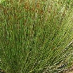 Chondropetalum tectorum