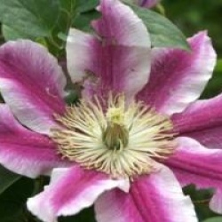 Clematis 'Angela' 