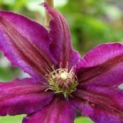 Clematis 'Black Tea'