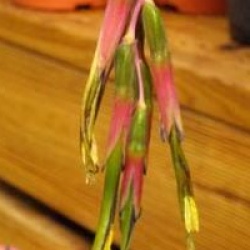 Billbergia nutans