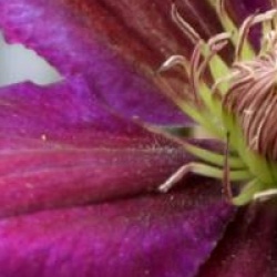 Clematis 'Black Tea'