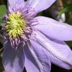 Clematis 'Blue Light' �