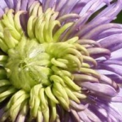 Clematis 'Blue Light' �