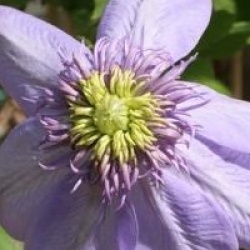 Clematis 'Blue Light' �