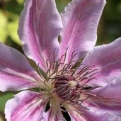 Clematis 'Nelly Moser'