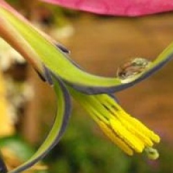 Billbergia nutans - Billbergia nutans
