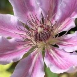 Clematis 'Nelly Moser'
