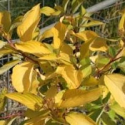 Cornus alba 'Aurea' 