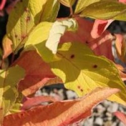 Cornus alba 'Aurea' 
