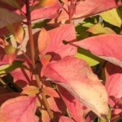 Cornus alba 'Aurea' 