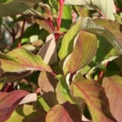 Cornus alba Baton Rouge � 'Minbat' cov