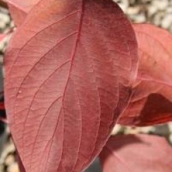 Cornus alba Baton Rouge � 'Minbat' cov