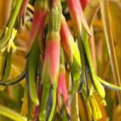 Billbergia nutans