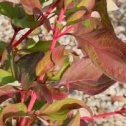 Cornus alba Baton Rouge � 'Minbat' cov