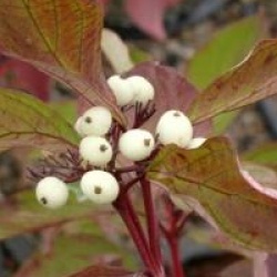 Cornus alba Baton Rouge � 'Minbat' cov