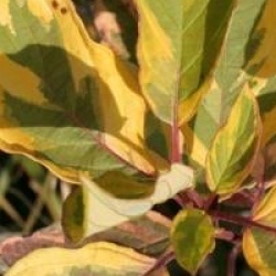 Cornus alba 'Gouchaultii' - Cornouiller dor�