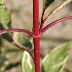 Cornus alba 'Sibirica Variegata'