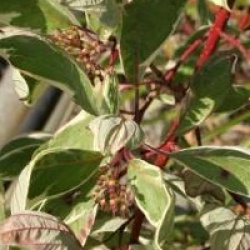 Cornus alba 'Sibirica Variegata'
