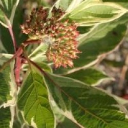 Cornus alba 'Sibirica Variegata'