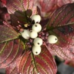 Cornus alba 'Spaethii'
