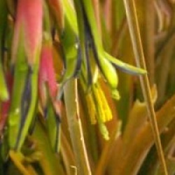Billbergia nutans