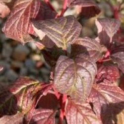 Cornus alba 'Spaethii'