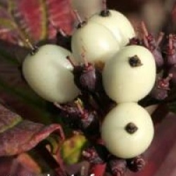Cornus alba 'Spaethii'