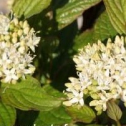 Cornus alba 'Spaethii' - Cornouiller � bois Spaethii