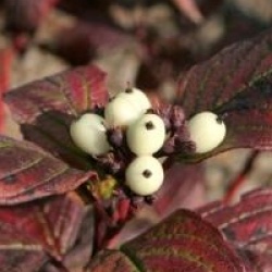 Cornus alba 'Spaethii'