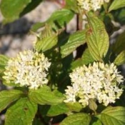 Cornus alba 'Spaethii'