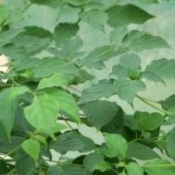 Cornus alternifolia 