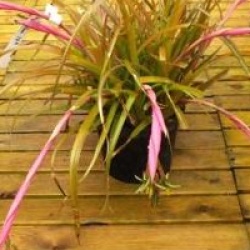 Billbergia nutans
