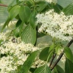 Cornus controversa 'Pagoda'