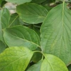 Cornus florida - Cornouiller � grandes fleurs