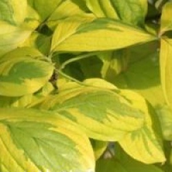 Cornus florida 'Cherokee Sunset'