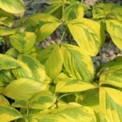 Cornus florida 'Cherokee Sunset'