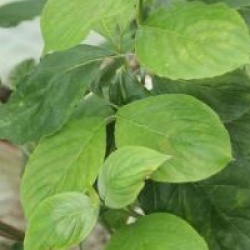 Cornus florida 'Cloud Nine'