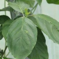 Cornus florida 'Cloud Nine'