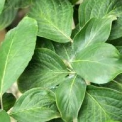 Cornus florida 'White Cloud'
