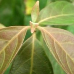 Cornus hongkongensis 