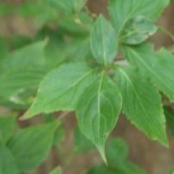 Cornus kousa  - Cornouiller � fleurs asiatique