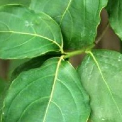 Cornus kousa var. chinensis 