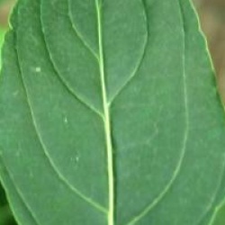Cornus kousa 'National'
