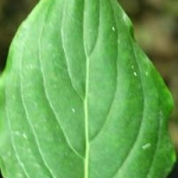 Cornus kousa var. chinensis Great Star �