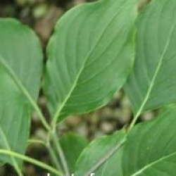 Cornus kousa var. chinensis Great Star �