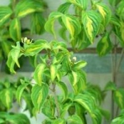 Cornus kousa 'Gold Star'