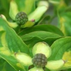 Cornus kousa 'Gold Star'